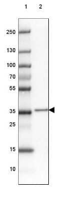 Western Blot: FAM177A1 Antibody [NBP2-33294] - Lane 1: Marker [kDa] 250, 130, 100, 70, 55, 35, 25, 15, 10Lane 2: Human cell line HepG2