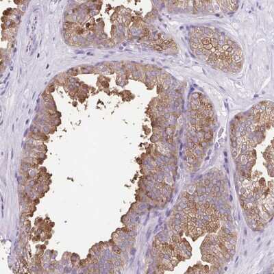 Immunohistochemistry-Paraffin: FAM177B Antibody [NBP2-38015] - Staining of human prostate shows moderate cytoplasmic positivity in glandular cells.