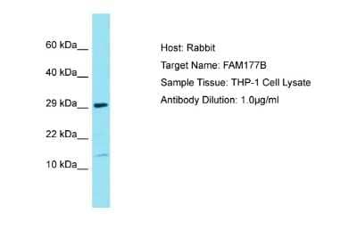 Western Blot: FAM177B Antibody [NBP2-82628] - Host: Rabbit. Target Name: FAM177B. Sample Tissue: Human THP-1 Whole Cell. Antibody Dilution: 1ug/ml