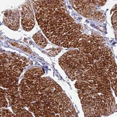 Immunohistochemistry-Paraffin: FAM178B Antibody [NBP1-93539] - Staining of human smooth muscle shows strong cytoplasmic positivity in smooth muscle cells..