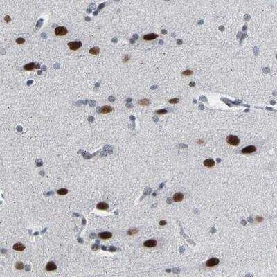 Immunohistochemistry-Paraffin FAM180A Antibody - BSA Free