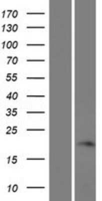 Western Blot FAM180A Overexpression Lysate