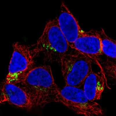 Immunocytochemistry/Immunofluorescence: FAM184A Antibody [NBP2-56733] - Staining of human cell line SH-SY5Y shows localization to the Golgi apparatus.