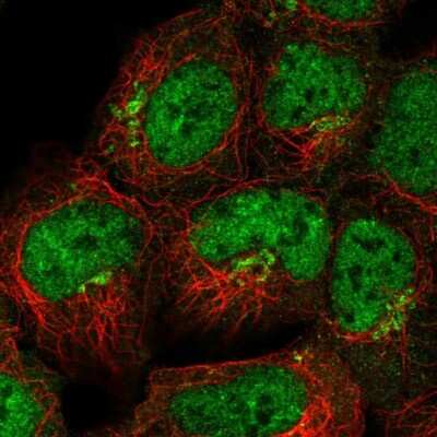 Immunocytochemistry/Immunofluorescence: FAM184A Antibody [NBP2-58994] - Staining of human cell line HEK 293 shows localization to nucleoplasm & the Golgi apparatus.