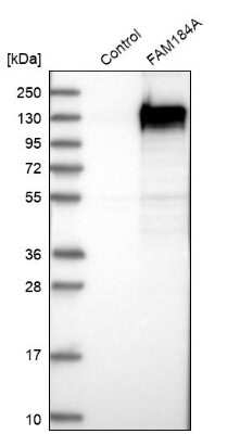 Western Blot: FAM184A Antibody [NBP1-86741] - Analysis in control (vector only transfected HEK293T lysate) and FAM184A over-expression lysate (Co-expressed with a C-terminal myc-DDK tag (3.1 kDa) in mammalian HEK293T cells).