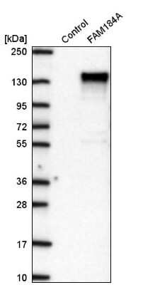 Western Blot: FAM184A Antibody [NBP2-58994] - Western blot analysis in control (vector only transfected HEK293T lysate) and FAM184A over-expression lysate (Co-expressed with a C-terminal myc-DDK tag (3.1 kDa) in mammalian HEK293T cells).