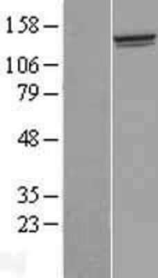 Western Blot: FAM184A Overexpression Lysate (Adult Normal) [NBL1-08535] Left-Empty vector transfected control cell lysate (HEK293 cell lysate); Right -Over-expression Lysate for FAM184A.