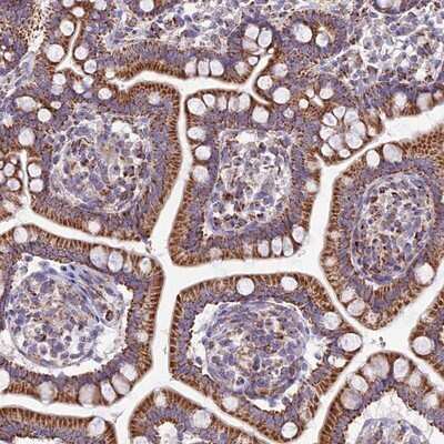 Immunohistochemistry-Paraffin: FAM186B Antibody [NBP1-88389] - Staining of human small intestine shows strong cytoplasmic positivity in glandular cells.