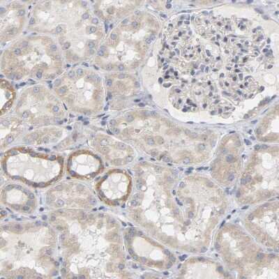Immunohistochemistry-Paraffin: FAM188B Antibody [NBP1-91239] - Staining of human kidney shows moderate cytoplasmic positivity in cells in tubules.