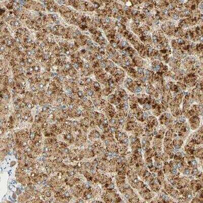 Immunohistochemistry: FAM189A1 Antibody [NBP1-93631] - Staining of human liver shows strong cytoplasmic positivity in hepatocytes.
