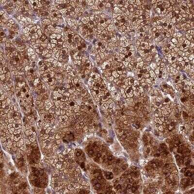 Immunohistochemistry-Paraffin FAM190A Antibody