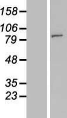 Western Blot: FAM190A Overexpression Lysate (Adult Normal) [NBL1-13079] Left-Empty vector transfected control cell lysate (HEK293 cell lysate); Right -Over-expression Lysate for FAM190A.