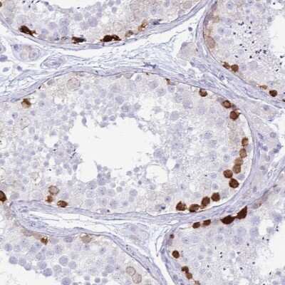 Immunohistochemistry-Paraffin: FAM194A Antibody [NBP2-14638] - Staining of human testis shows high expression.