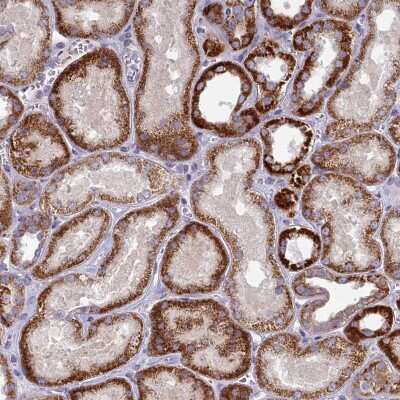 Immunohistochemistry: FAM196A Antibody [NBP2-48649] - Staining of human kidney shows strong cytoplasmic positivity in renal tubules.
