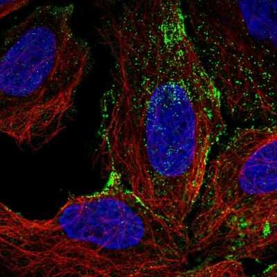 Immunocytochemistry/Immunofluorescence: FAM198A Antibody [NBP1-94108] - Staining of human cell line U-2 OS shows localization to vesicles. Antibody staining is shown in green.