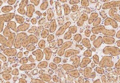 Immunohistochemistry-Paraffin: FAM200A Antibody [NBP3-05968] - Staining of human FAM200A in human kidney with rabbit polyclonal antibody at 1:500 dilution.
