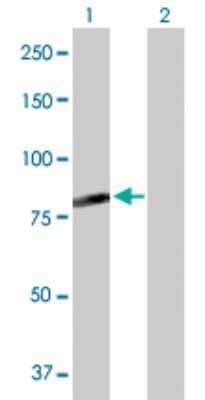 Western Blot: FAM200A Antibody [H00221786-D01P] - Analysis of C7orf38 expression in transfected 293T cell line by C7orf38 polyclonal antibody.Lane 1: C7orf38 transfected lysate(66.30 KDa).Lane 2: Non-transfected lysate.