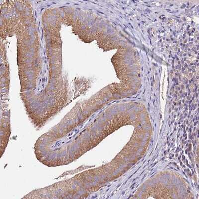 Immunohistochemistry-Paraffin: FAM20A Antibody [NBP2-13990] Staining of human gall bladder shows strong cytoplasmic positivity in glandular cells.