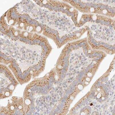 Immunohistochemistry-Paraffin: FAM20B Antibody [NBP1-81506] - Staining of human duodenum shows granular cytoplasmic positivity in glandular cells.