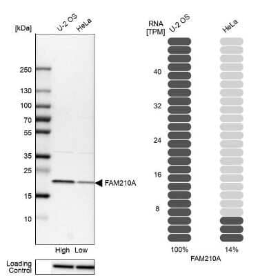 Western Blot FAM210A Antibody - BSA Free