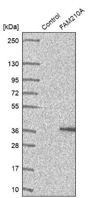Western Blot FAM210A Antibody - BSA Free