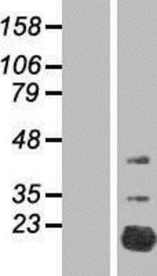 Western Blot FAM210A Overexpression Lysate