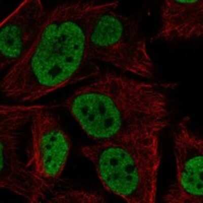 Immunocytochemistry/ Immunofluorescence FAM211A Antibody - BSA Free