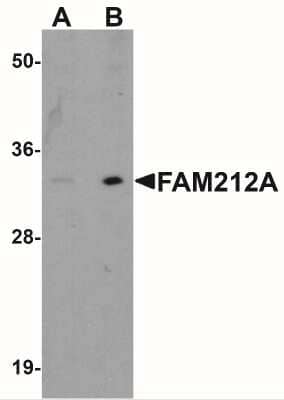 Western Blot: FAM212A Antibody [NBP1-76251] - Western blot analysis of FAM212A in EL4 cell lysate with FAM212A antibody at (A) 1 and (B) 2 ug/ml.