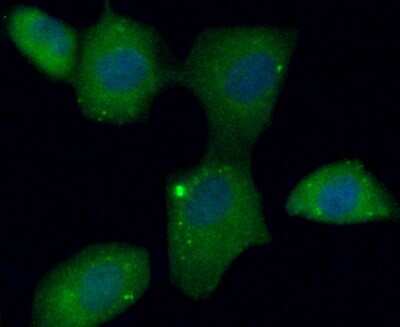 Immunocytochemistry/Immunofluorescence: FAM213A Antibody (7-B7) [NBP2-75486] - Staining C10orf58 (green) in HUVEC cells. The nuclear counter stain is DAPI (blue). Cells were fixed in paraformaldehyde, permeabilised with 0.25% Triton X100/PBS.