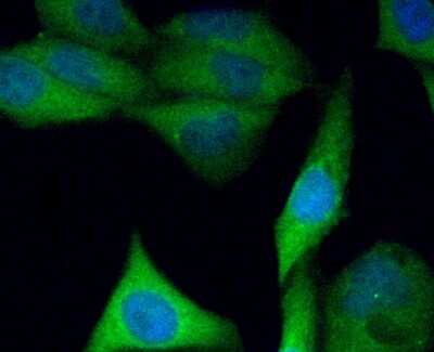 Immunocytochemistry/Immunofluorescence: FAM213A Antibody (7-B7) [NBP2-75486] - Staining C10orf58 (green) in PC-3M cells. The nuclear counter stain is DAPI (blue). Cells were fixed in paraformaldehyde, permeabilised with 0.25% Triton X100/PBS.