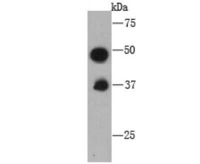 Western Blot: FAM213A Antibody (7-B7) [NBP2-75486] - Western blot analysis of FAM213A on recombinant protein using anti-FAM213A antibody at 1/1000 dilution.