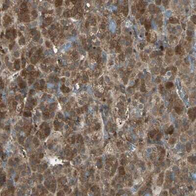 Immunohistochemistry-Paraffin FAM213B Antibody - BSA Free