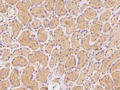 Immunohistochemistry-Paraffin: FAM213B Antibody [NBP2-98197] - Immunochemical staining of human FAM213B in human kidney with rabbit polyclonal antibody at 1:500 dilution, formalin-fixed paraffin embedded sections.