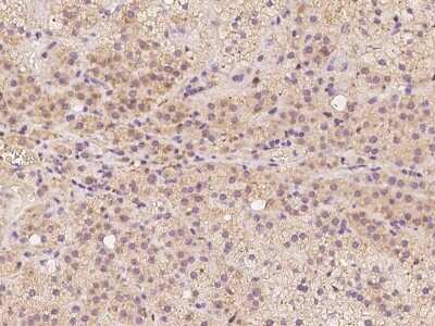 Immunohistochemistry-Paraffin: FAM213B Antibody [NBP2-98197] - Immunochemical staining of human FAM213B in human adrenal gland with rabbit polyclonal antibody at 1:500 dilution, formalin-fixed paraffin embedded sections.