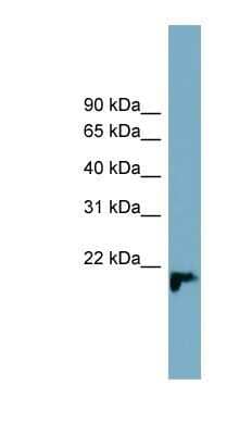 Western Blot FAM213B Antibody - BSA Free