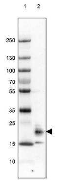 Western Blot FAM213B Antibody - BSA Free
