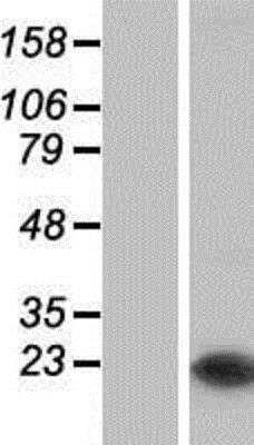 Western Blot: FAM213B Overexpression Lysate (Native) [NBP2-05397] - FAM213B Overexpression Lysate (Native) Left-Empty vector transfected control cell lysate (HEK293 cell lysate); Right -Over-expression Lysate for C1orf93.