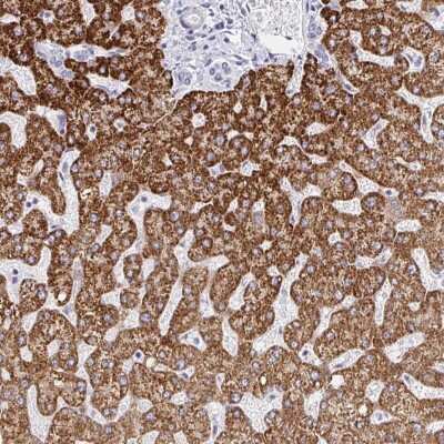Immunohistochemistry FAM214B Antibody - BSA Free