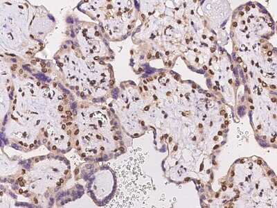 Immunohistochemistry-Paraffin FAM217B Antibody - BSA Free