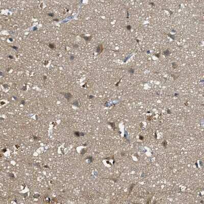 Immunohistochemistry-Paraffin: FAM222A Antibody [NBP1-82225] - Staining of human cerebral cortex shows weak cytoplasmic positivity in neurons.