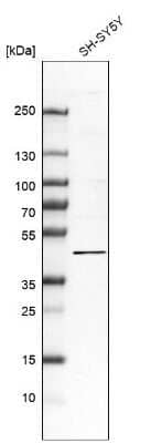 Western Blot: FAM222A Antibody [NBP1-82225] - Analysis in human cell line SH-SY5Y.