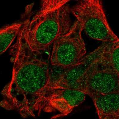 Immunocytochemistry/Immunofluorescence: FAM222B Antibody [NBP2-56994] - Staining of human cell line Hep G2 shows localization to nucleoplasm.