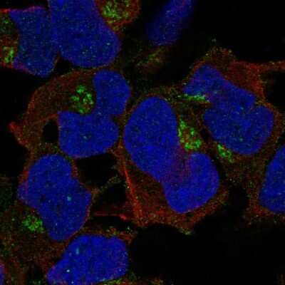 Immunocytochemistry/ Immunofluorescence FAM26E Antibody - BSA Free