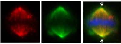 Immunocytochemistry/ Immunofluorescence FAM29A Antibody