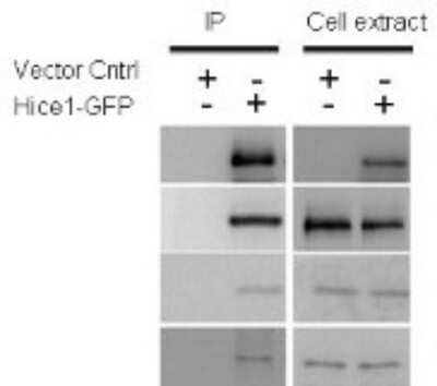 Western Blot FAM29A Antibody