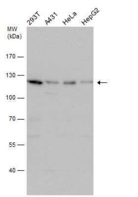 Western Blot FAM29A Antibody