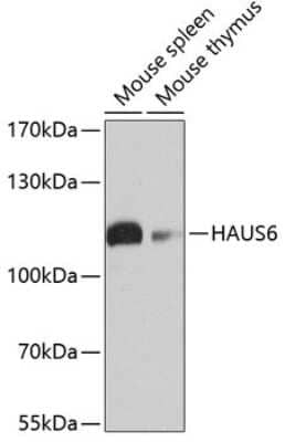 Western Blot: FAM29A Antibody [NBP3-03788] - Analysis of extracts of various cell lines, using FAM29A antibody at 1:1000 dilution. Secondary antibody: HRP Goat Anti-Rabbit IgG (H+L) at 1:10000 dilution. Lysates/proteins: 25ug per lane. Blocking buffer: 3% nonfat dry milk in TBST. Detection: ECL Basic Kit