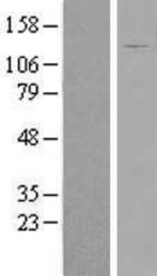 Western Blot: FAM29A Overexpression Lysate (Adult Normal) [NBP2-06949] Left-Empty vector transfected control cell lysate (HEK293 cell lysate); Right -Over-expression Lysate for FAM29A.