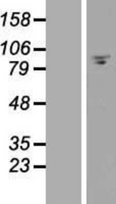 Western Blot: FAM35A Overexpression Lysate (Adult Normal) [NBL1-10520] Left-Empty vector transfected control cell lysate (HEK293 cell lysate); Right -Over-expression Lysate for FAM35A.