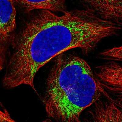 Immunocytochemistry/ Immunofluorescence FAM36A Antibody